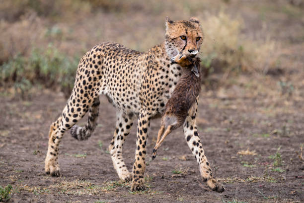February Wildlife Safari in Serengeti National Park: The Magic of Calving Season February Wildlife Safari in Serengeti National Park: The Magic of Calving Season
