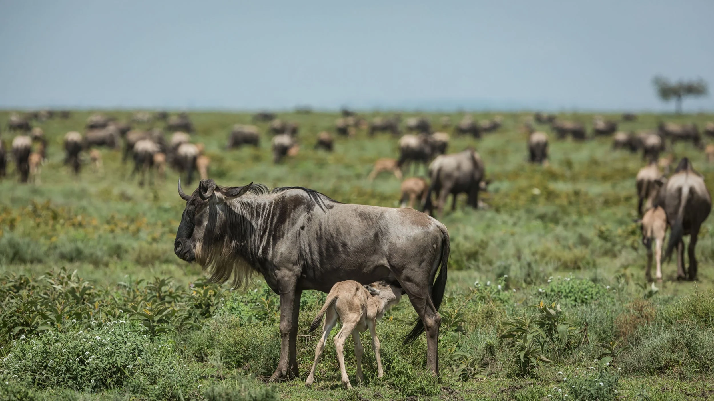 Planning a February Safari in Serengeti National Park? Here&rsquo;s Why Calving Season Matters