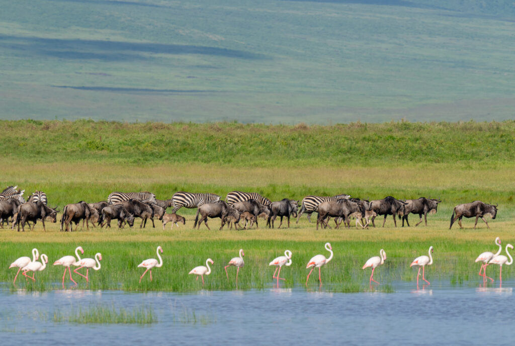 Planning a February Safari in Serengeti National Park? Here&rsquo;s Why Calving Season Matters