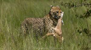 Planning a February Safari in Serengeti National Park? Here&rsquo;s Why Calving Season Matters