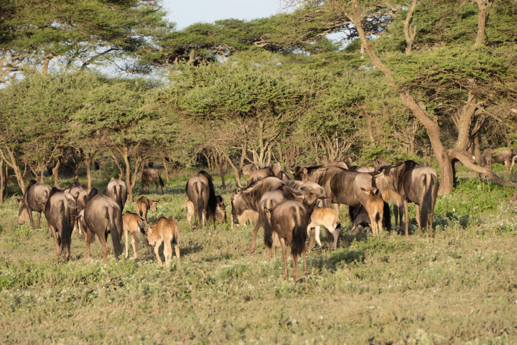Serengeti National Park Calving Season: Why February Is a Photographer&rsquo;s Dream