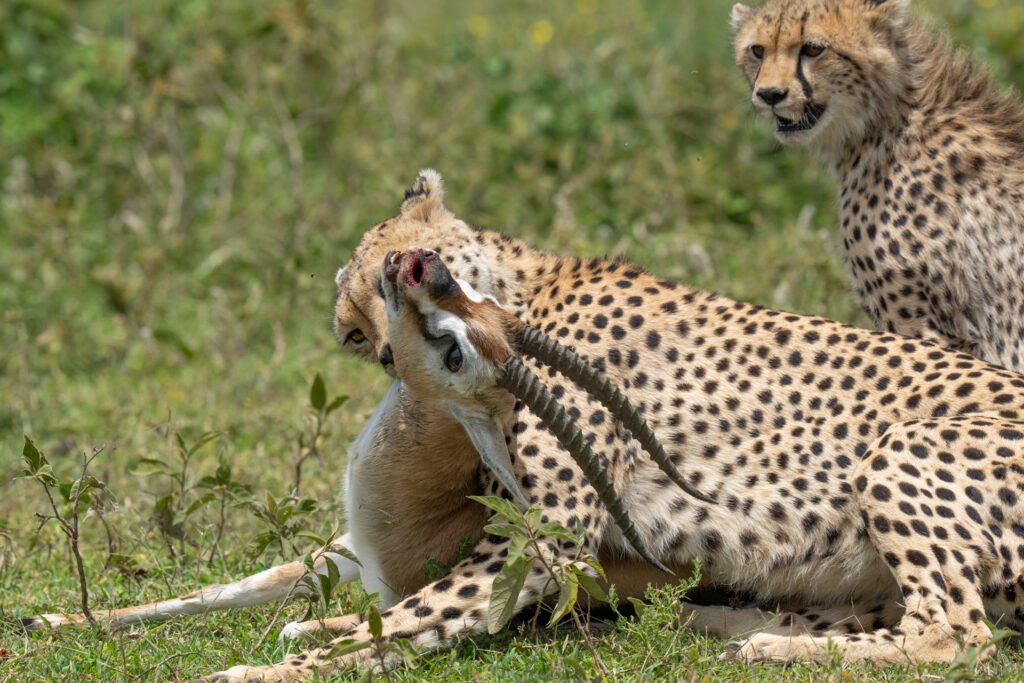 Serengeti National Park Calving Season: Why February Is a Photographer&rsquo;s Dream