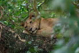 Serengeti National Park: The Ultimate February Safari Guide to Calving Season