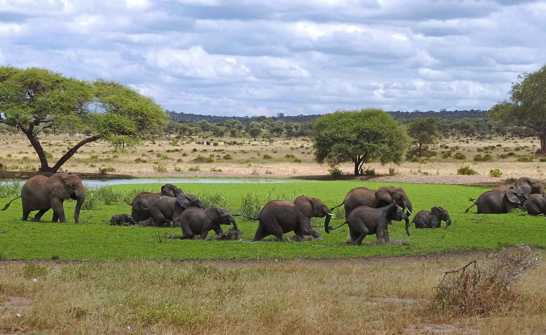 Serengeti National Park: The Ultimate February Safari Guide to Calving Season