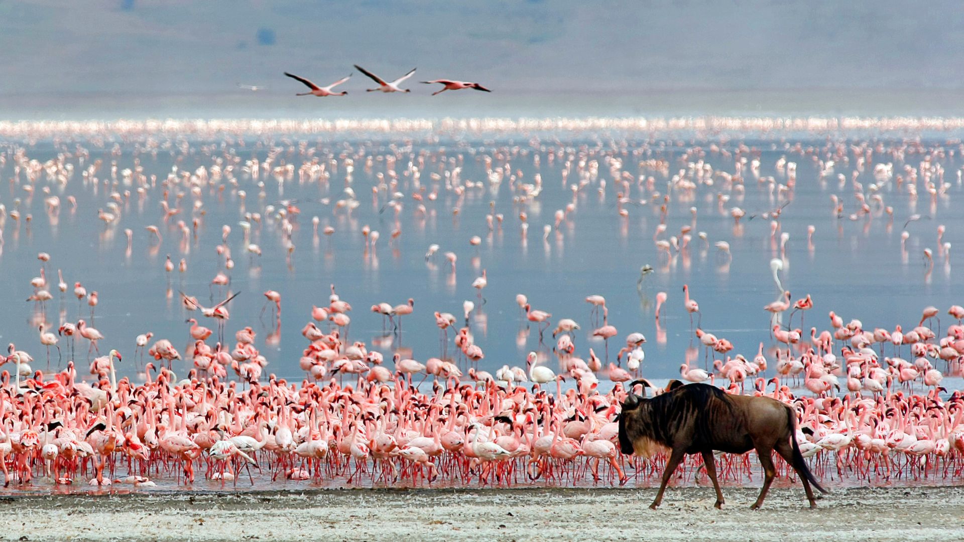 Serengeti National Park: The Ultimate February Safari Guide to Calving Season