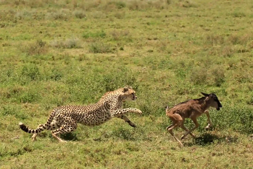 February Safari in Tanzania: Weather, Wildlife & Travel Tips