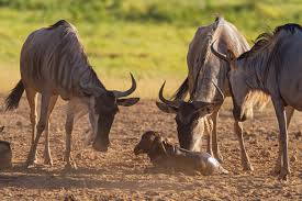February Safari in Tanzania: Weather, Wildlife & Travel Tips