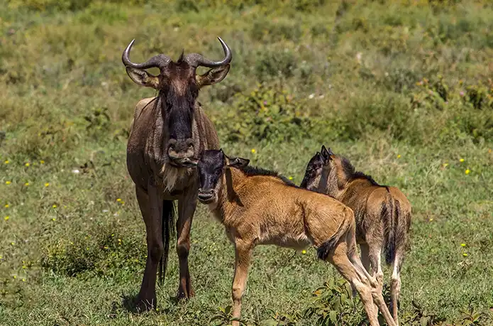 February Safari in Tanzania: Weather, Wildlife & Travel Tips