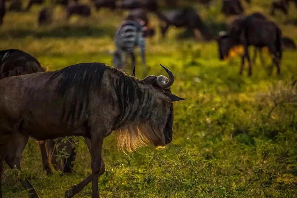 Is February a Good Time for a Tanzania Safari?