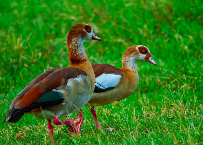 Is February a Good Time for a Tanzania Safari?