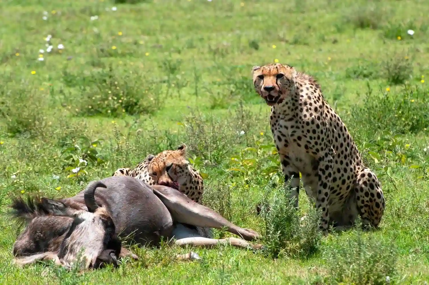 Is February a Good Time for a Tanzania Safari?