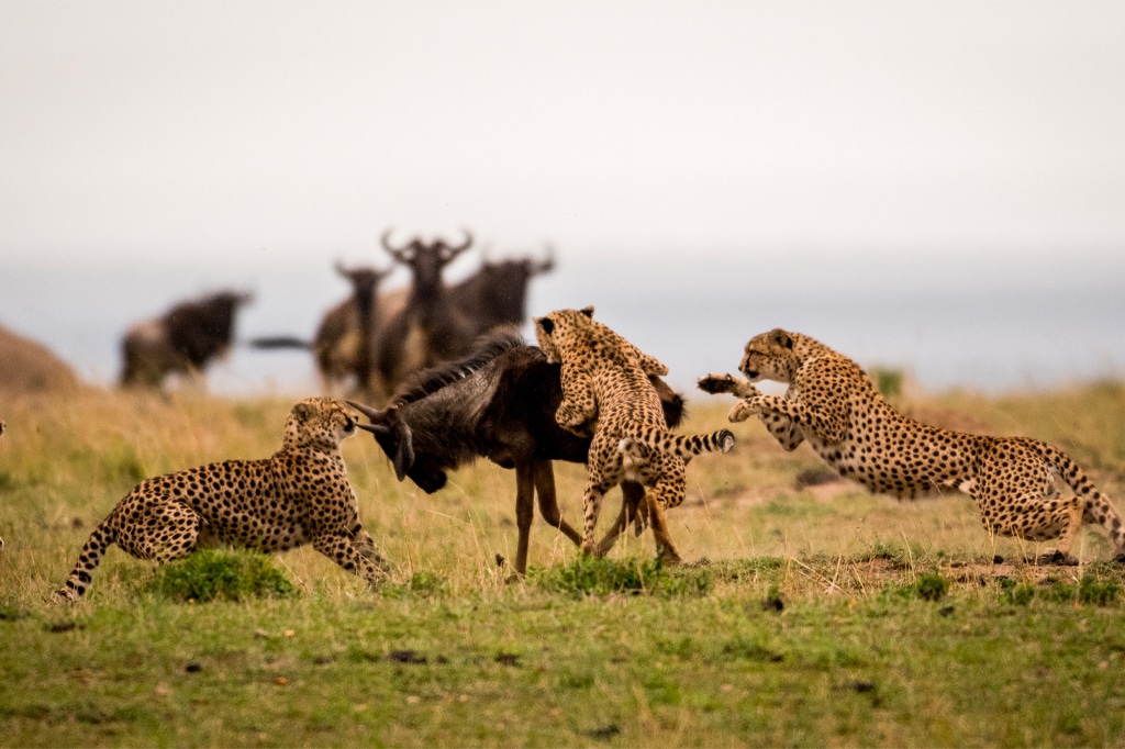Why February Is a Special Time in the Serengeti