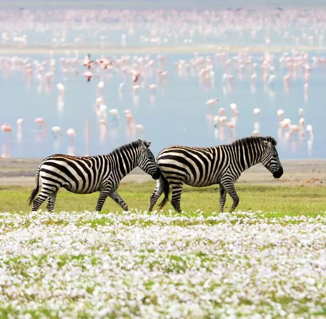 serengeti-green-season-safari-february.jpg
