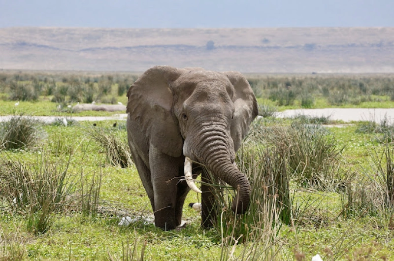 Best Places to Visit in Tanzania in February for Wildlife Lovers Best Places to Visit in Tanzania in February for Wildlife Lovers