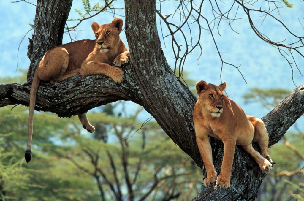 Best Places to Visit in Tanzania in February for Wildlife Lovers Best Places to Visit in Tanzania in February for Wildlife Lovers