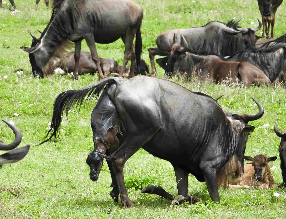 February Safari Guide to Serengeti National Park