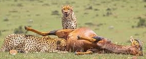 February Safari Guide to Serengeti National Park