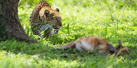Serengeti in February: A Hidden Gem for Luxury Safari Travelers