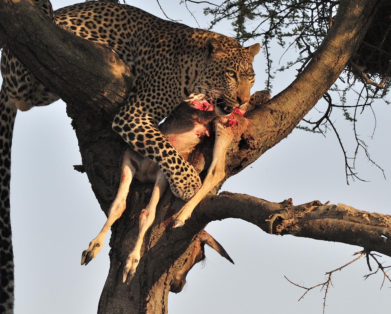 Romantic February Safari in Serengeti National Park: A Calving Season Escape