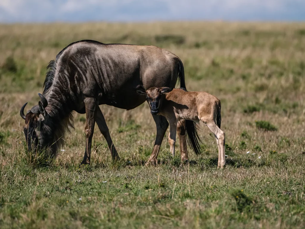 Luxury Safari in February: Discover the Calving Season in Serengeti National Park