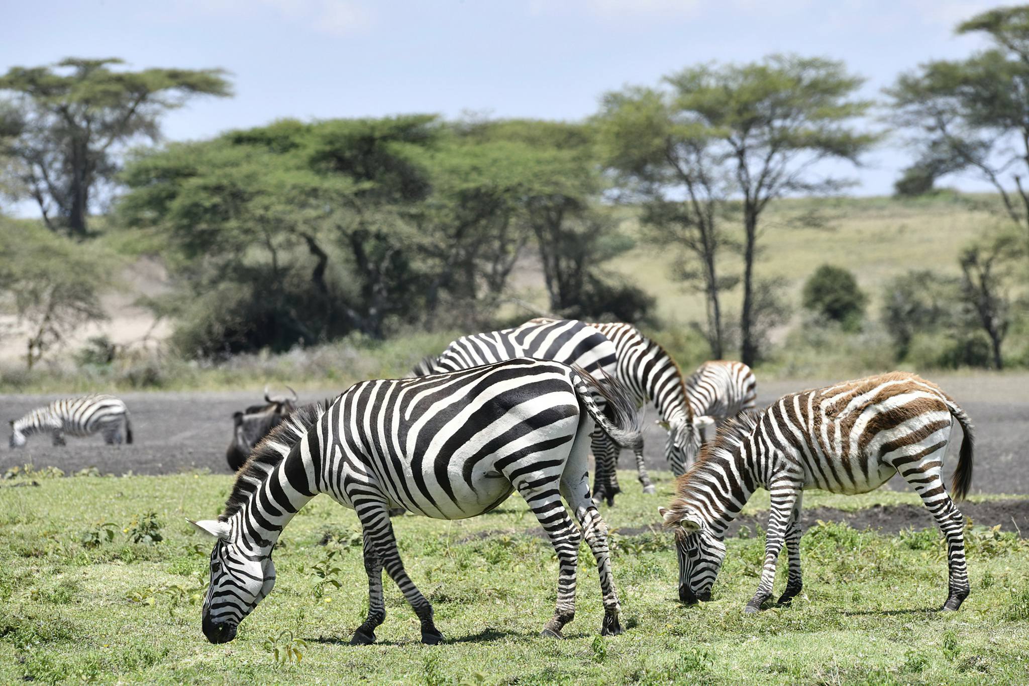 Why February Is One of the Best Months for a Tanzania Safari