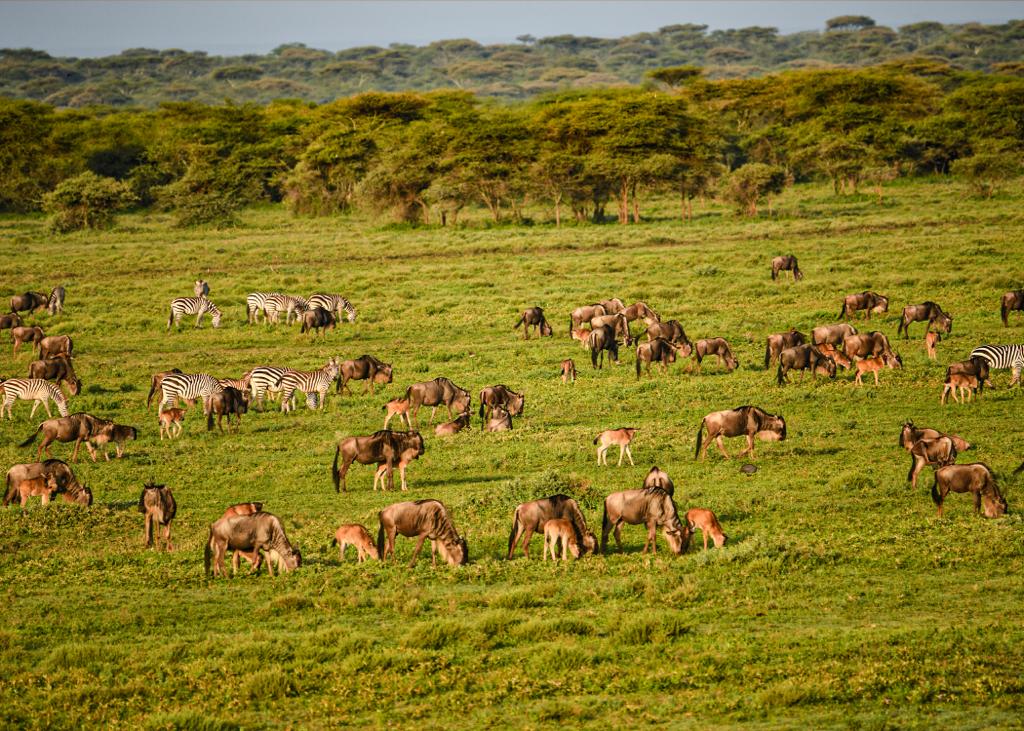 February in Tanzania: The Perfect Blend of Wildlife, Weather & Adventure