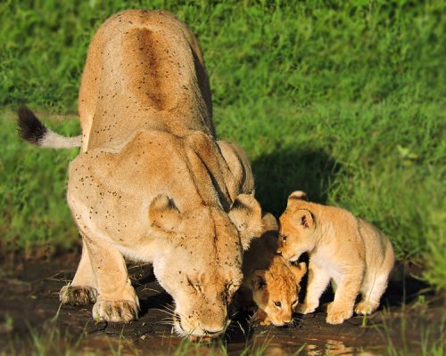 A Complete Guide to Visiting Tanzania in February