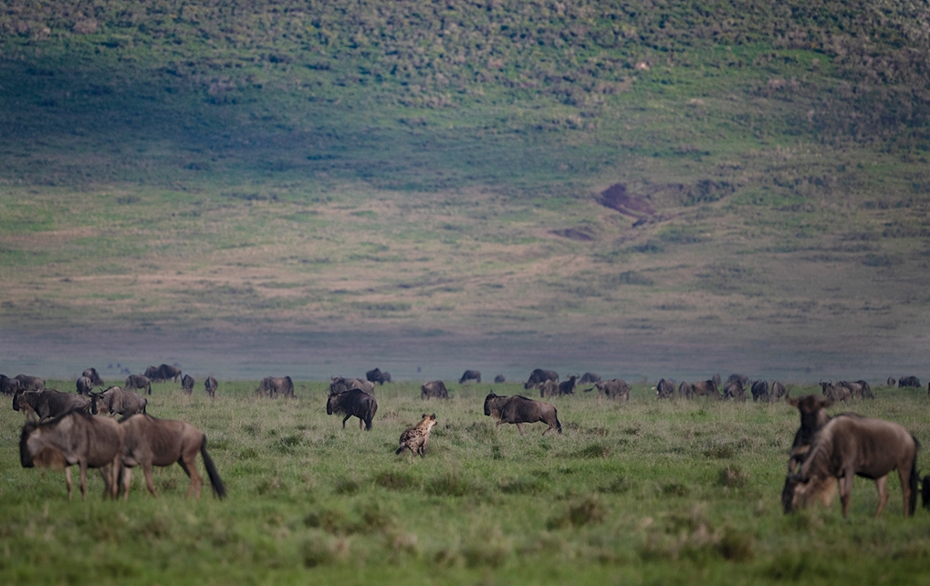 What to Expect on a Tanzania Safari in February: Discover Ndutu