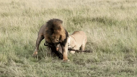 Top Reasons to Plan a Tanzania Safari in February