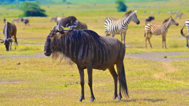 Top Reasons to Plan a Tanzania Safari in February