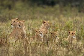 Tanzania in February: The Ultimate Safari Experience