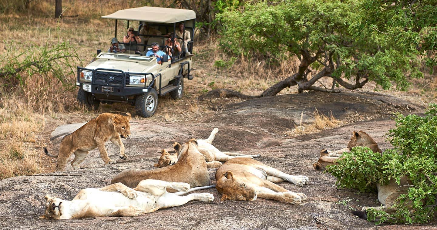 Tanzania in February: The Ultimate Safari Experience