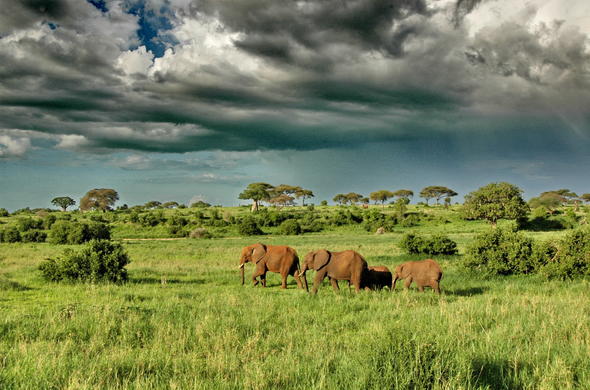 From Savannah to Crater: Tanzania&rsquo;s February Safari Highlights