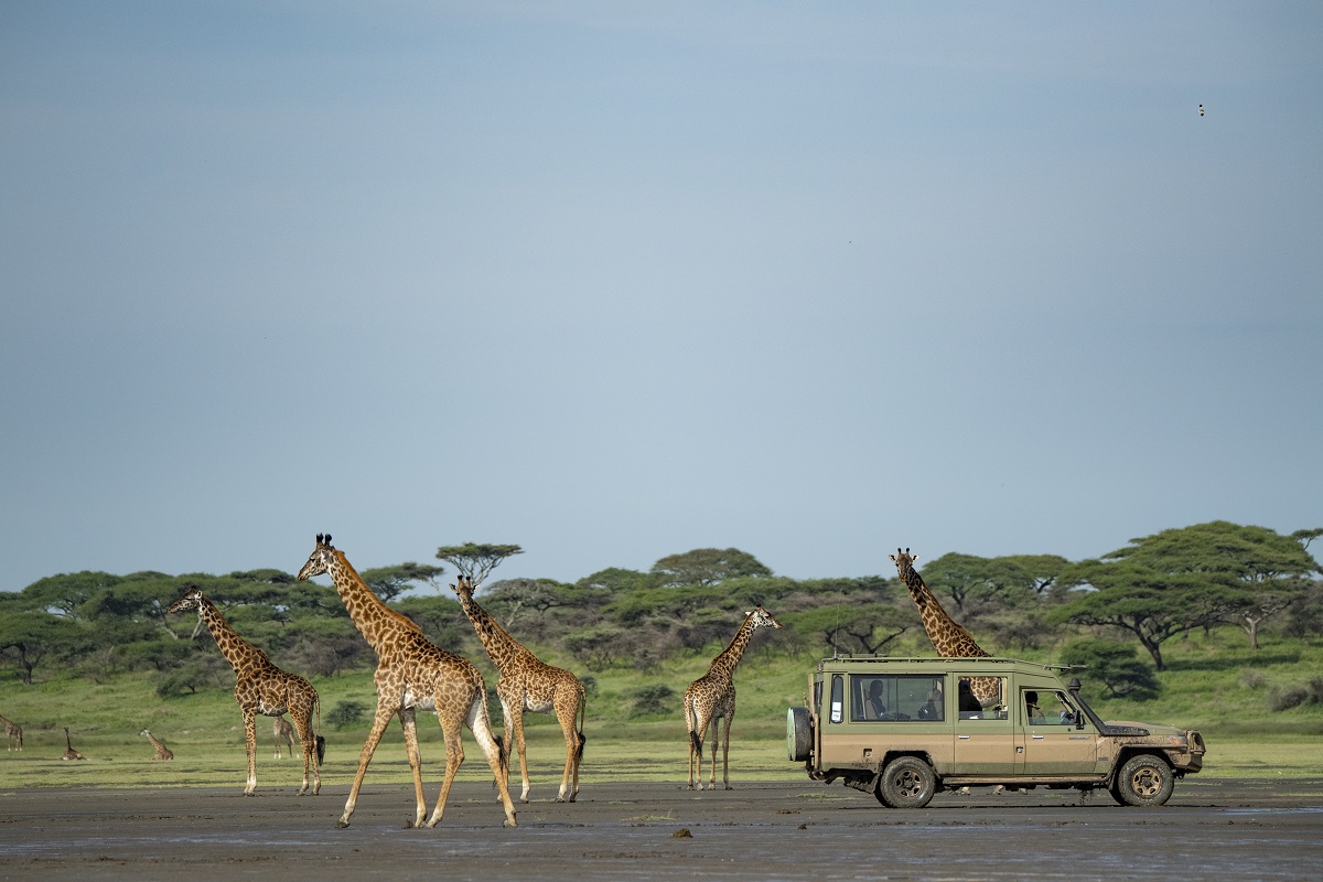 Planning Your Tanzania Safari for February: Everything You Need to Know