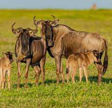 Is February a Good Time for a Tanzania Safari? A Complete Guide