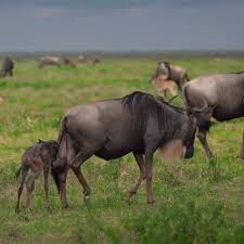 3&ndash;5 Day Ndutu Safari Itinerary: Perfect Short Tanzania Trip