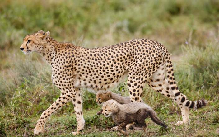 3&ndash;5 Day Ndutu Safari Itinerary: Perfect Short Tanzania Trip