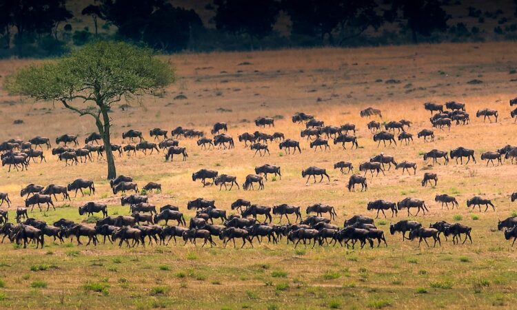 Trusted Local Safari Company for First-Time Travelers