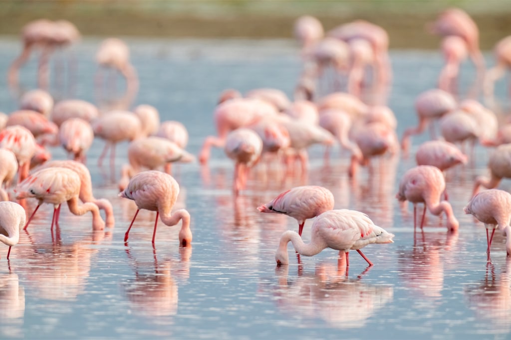 Ndutu Wildlife Safari with Tanzania Safari Source: What Animals Can You See?