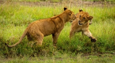 Serengeti vs Ndutu: Where Should You Go?