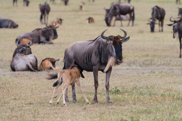 Serengeti vs Ndutu: Where Should You Go?