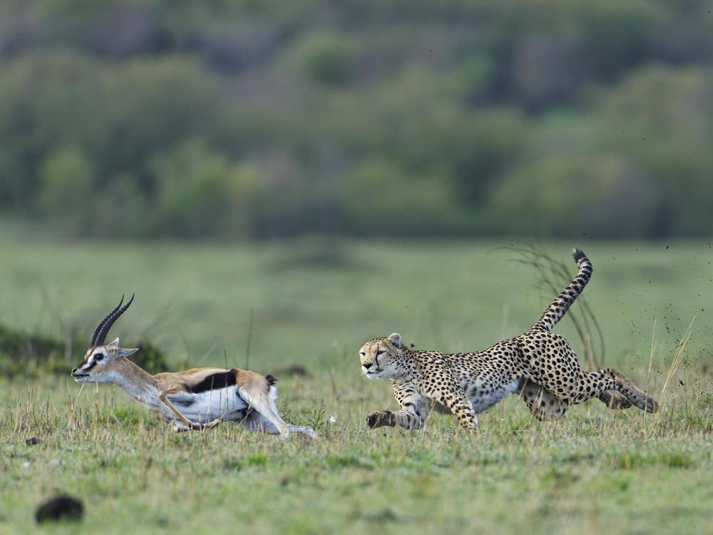 Serengeti vs Ndutu: Where Should You Go?