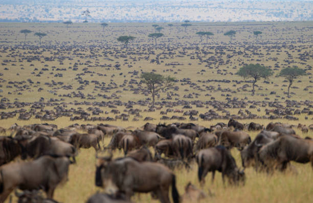 How Much Does a Tanzania Safari Cost in 2026? Complete Price Guide