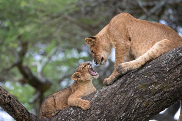 Top 7 Northern Circuit National Parks to Visit in Tanzania