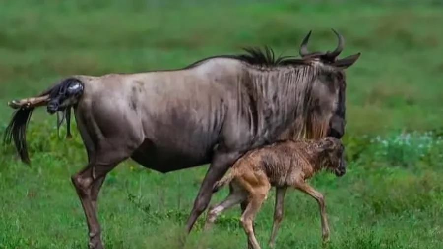 Luxury Safari in Ndutu: Top Camps and Lodges to Book