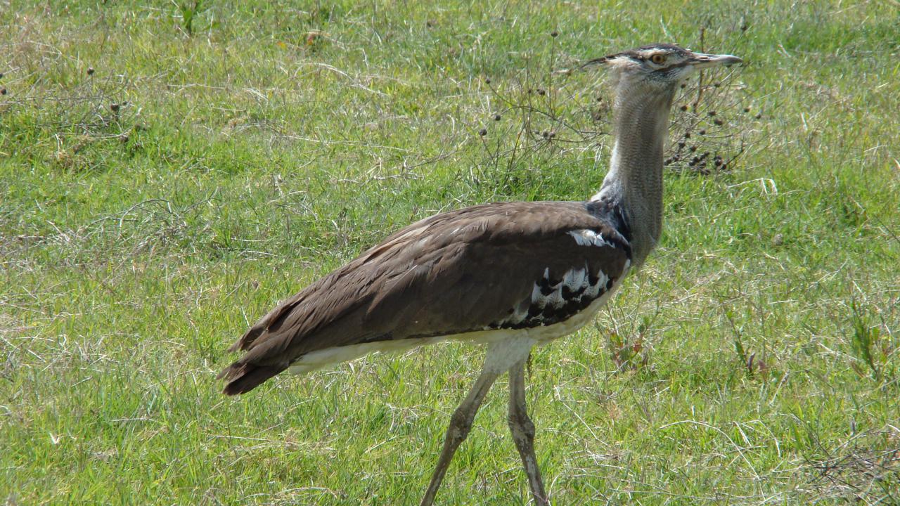 Ngorongoro Crater Safari Guide: What to Expect