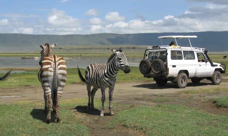 Ngorongoro Crater Safari Guide: What to Expect