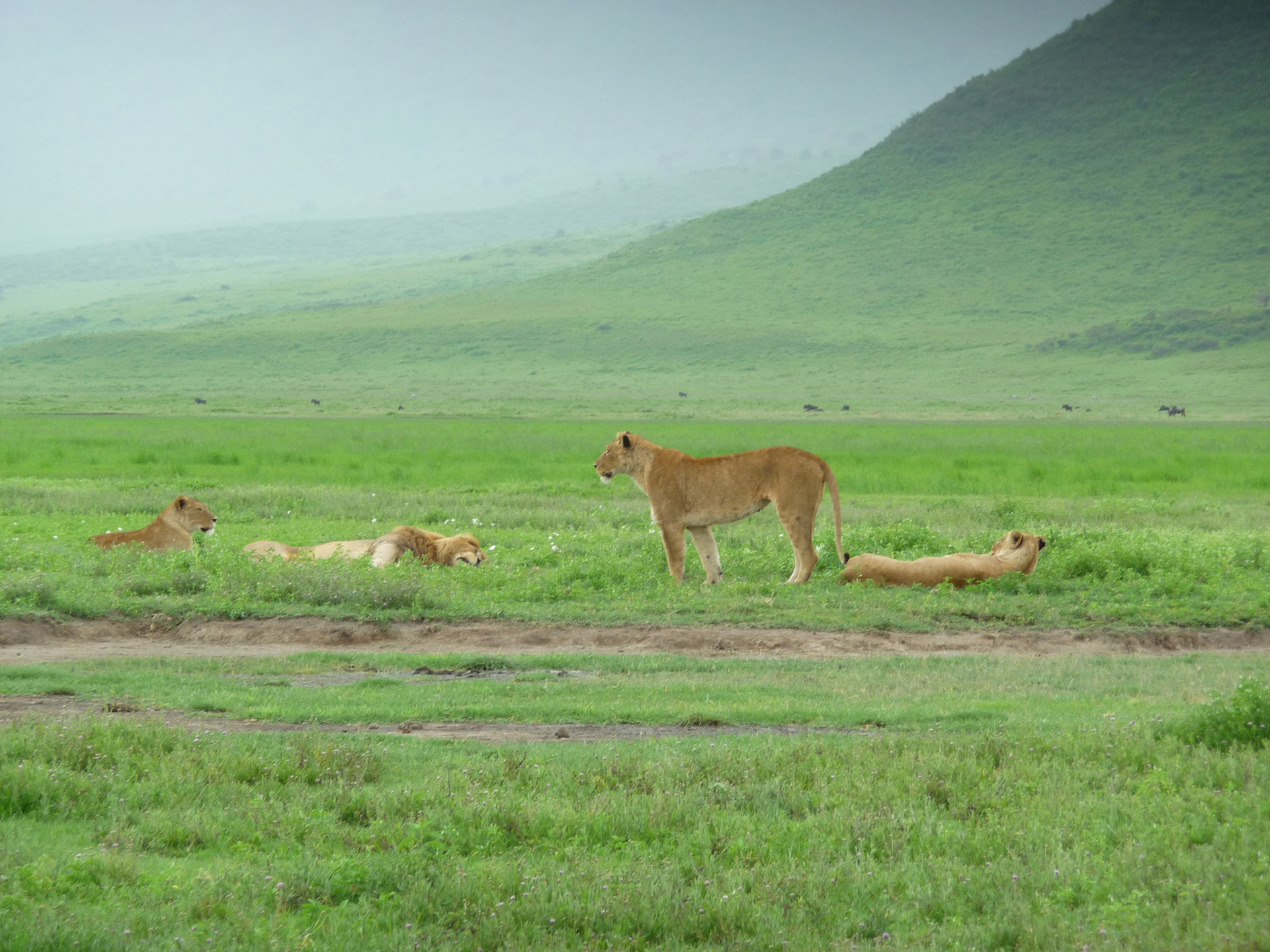 Ngorongoro Crater Safari Guide: What to Expect