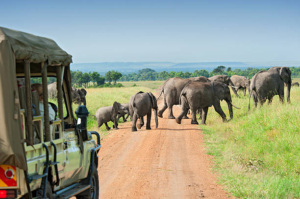 Tanzania Safari Packages for 2026: Your Ultimate Adventure