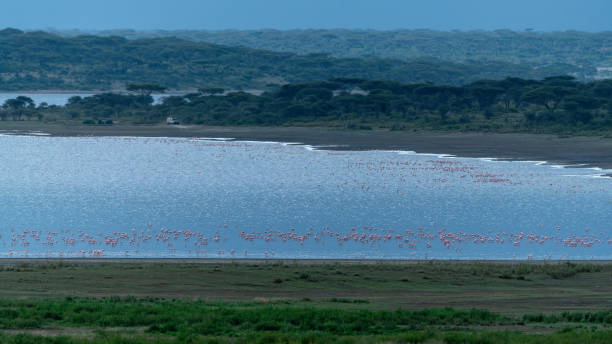 Tanzania Safari Packages for 2026: Your Ultimate Adventure